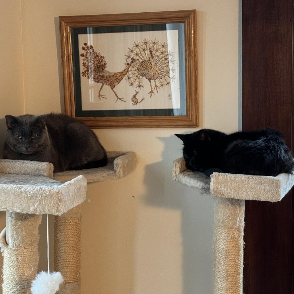 Enlarge Florence, a Adoptable Domestic Short Hair in Wakefield, MA image 1/6