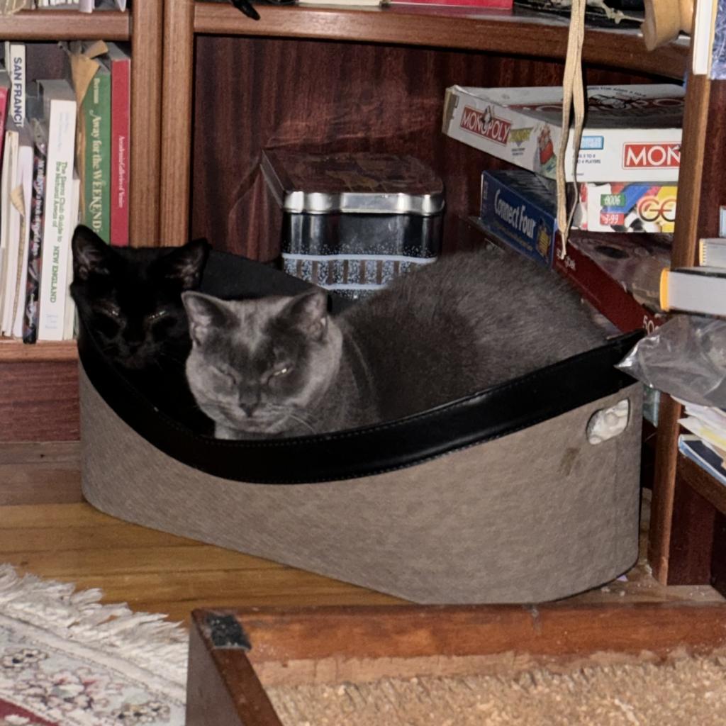 Enlarge Florence, a Adoptable Domestic Short Hair in Wakefield, MA image 2/6