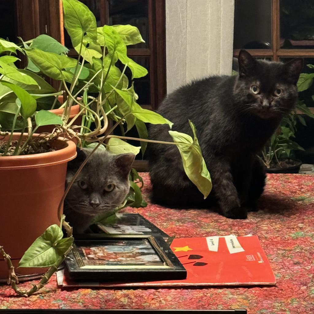 Florence — thumbnail 3