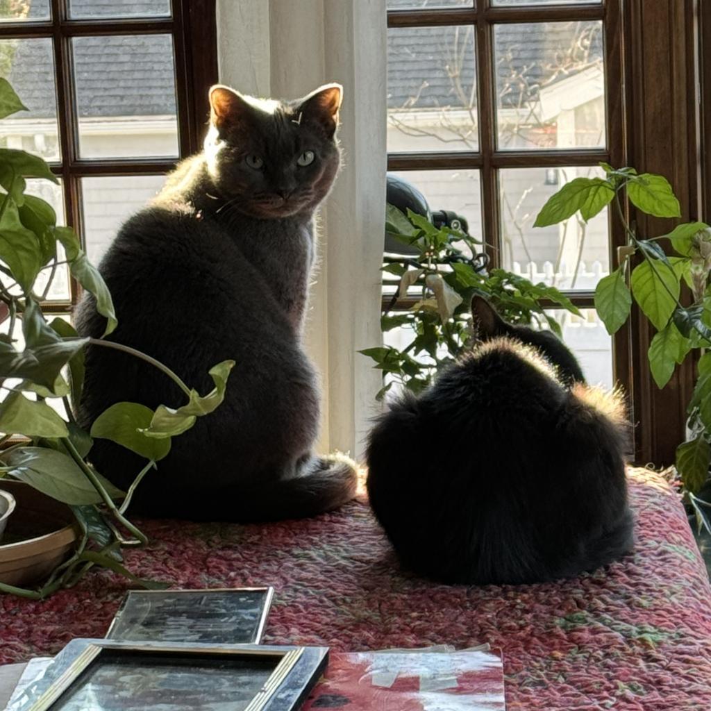 Enlarge Florence, a Adoptable Domestic Short Hair in Wakefield, MA image 4/6