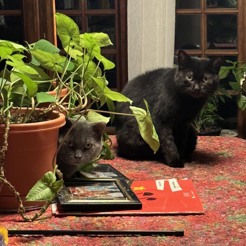 Florence — thumbnail 5