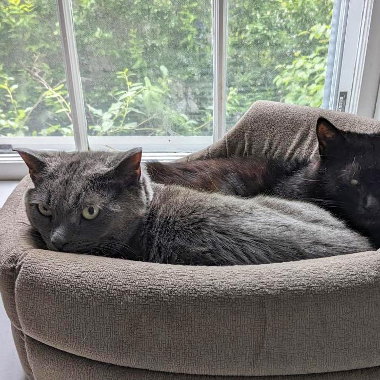 Enlarge Florence, a Adoptable Domestic Short Hair in Wakefield, MA image 5/6