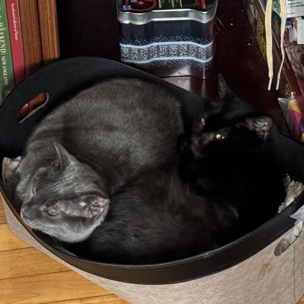 Enlarge Florence, a Adoptable Domestic Short Hair in Wakefield, MA image 6/6