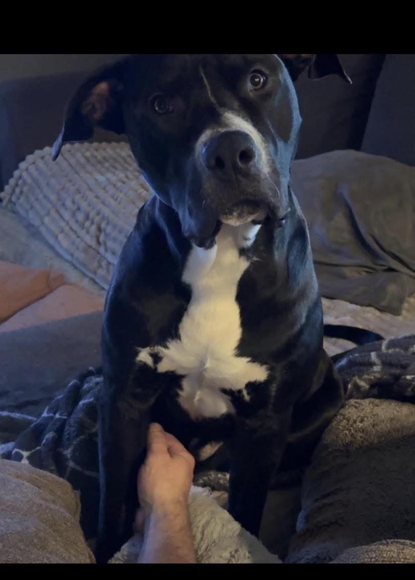 Money, a Adoptable mixed breed in Philadelphia, PA image 3/4