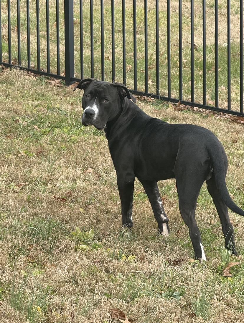 Money, a Adoptable mixed breed in Philadelphia, PA image 1/4