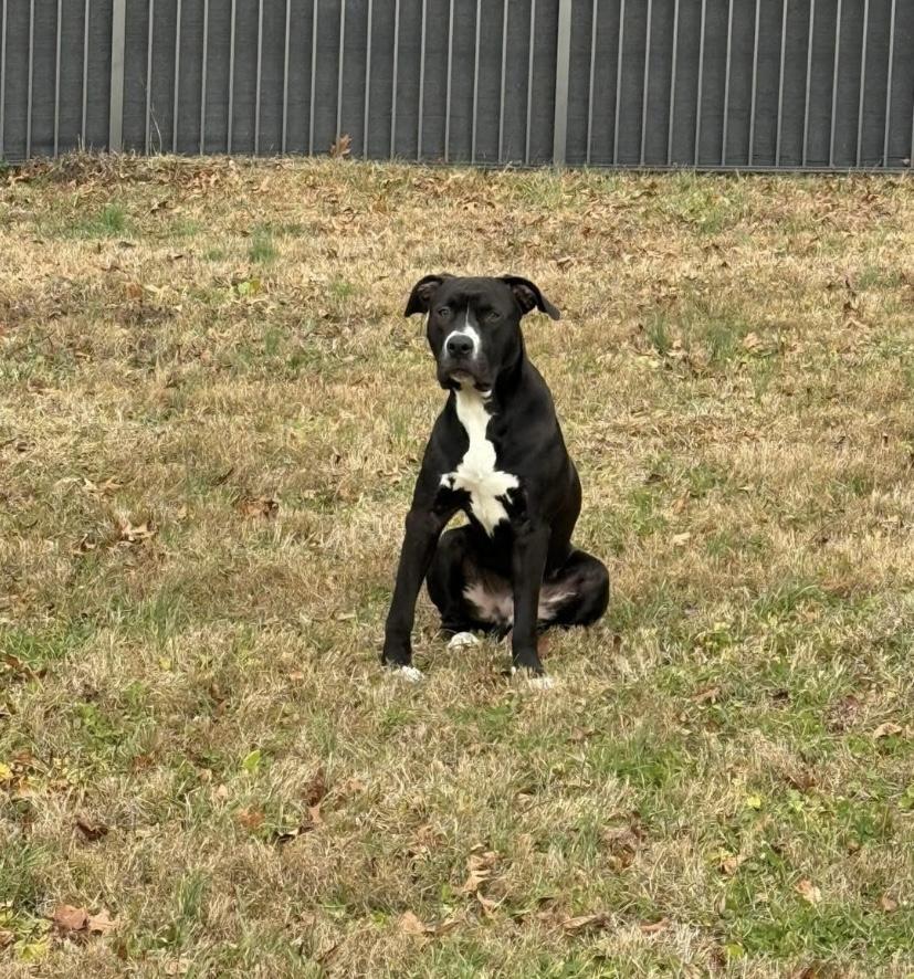 Money, a Adoptable mixed breed in Philadelphia, PA image 4/4
