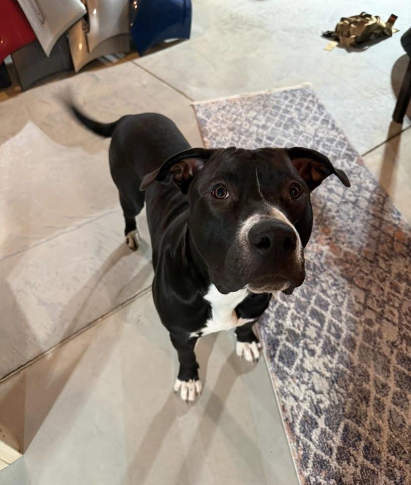 Money, a Adoptable mixed breed in Philadelphia, PA image 2/4