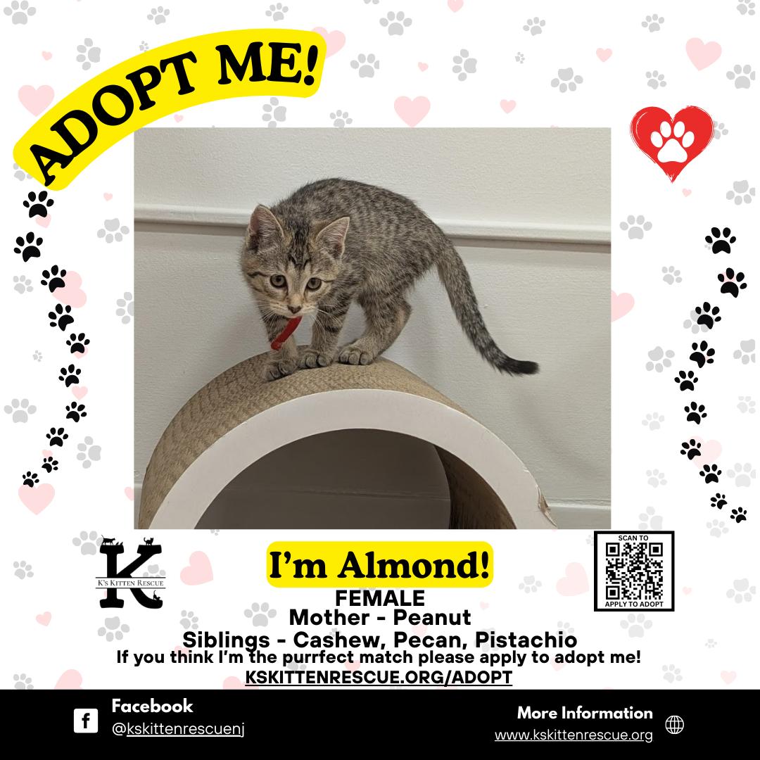 Enlarge Almond, a ADOPTABLE Domestic Short Hair in Brick, NJ image 1/1