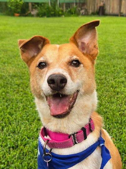 Buddy, Adoptable, Adult Male Mixed Breed.