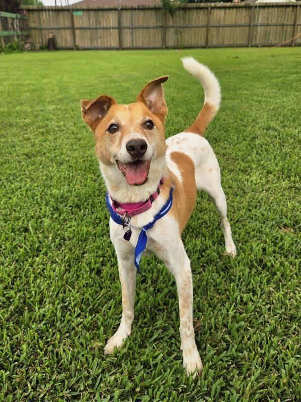 Buddy, a Adoptable mixed breed in San Leon, TX image 2/6