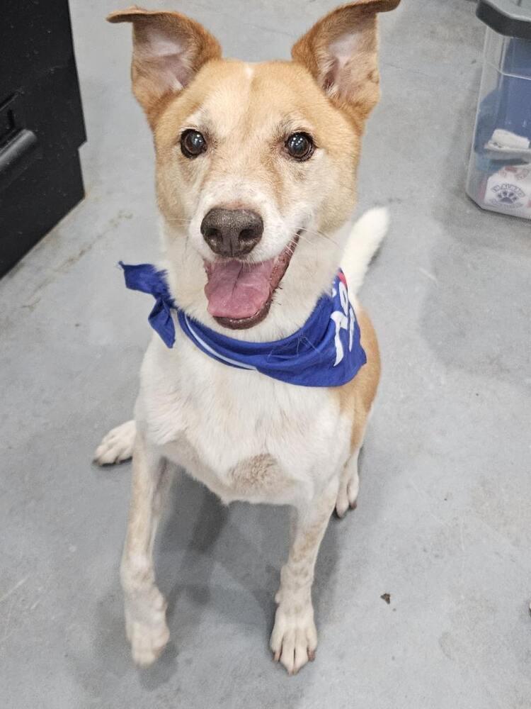 Buddy, a Adoptable mixed breed in San Leon, TX image 4/6