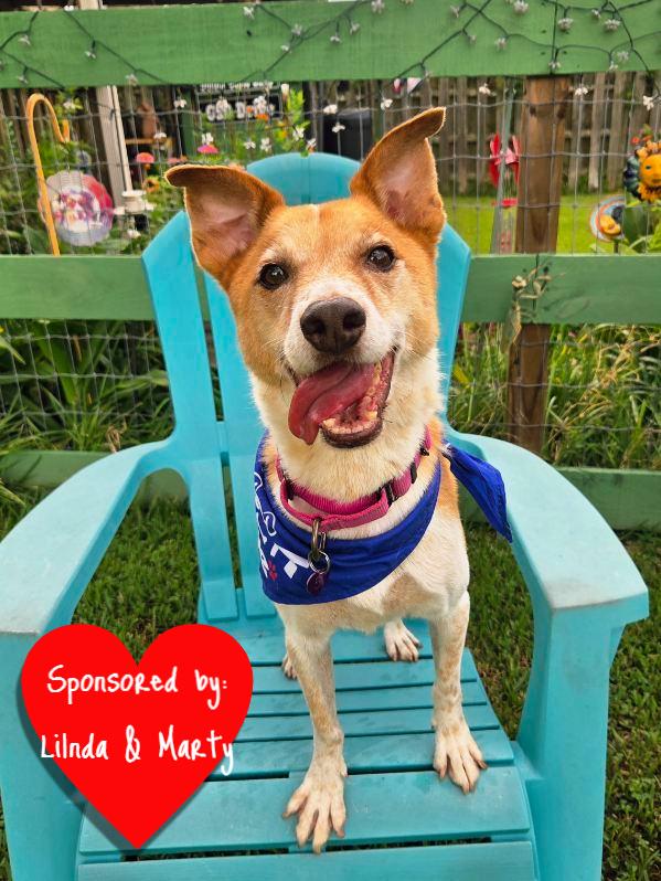 Buddy, a Adoptable mixed breed in San Leon, TX image 6/6