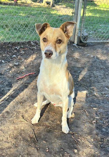 Enlarge Buddy, a Adoptable mixed breed in San Leon, TX image 5/6