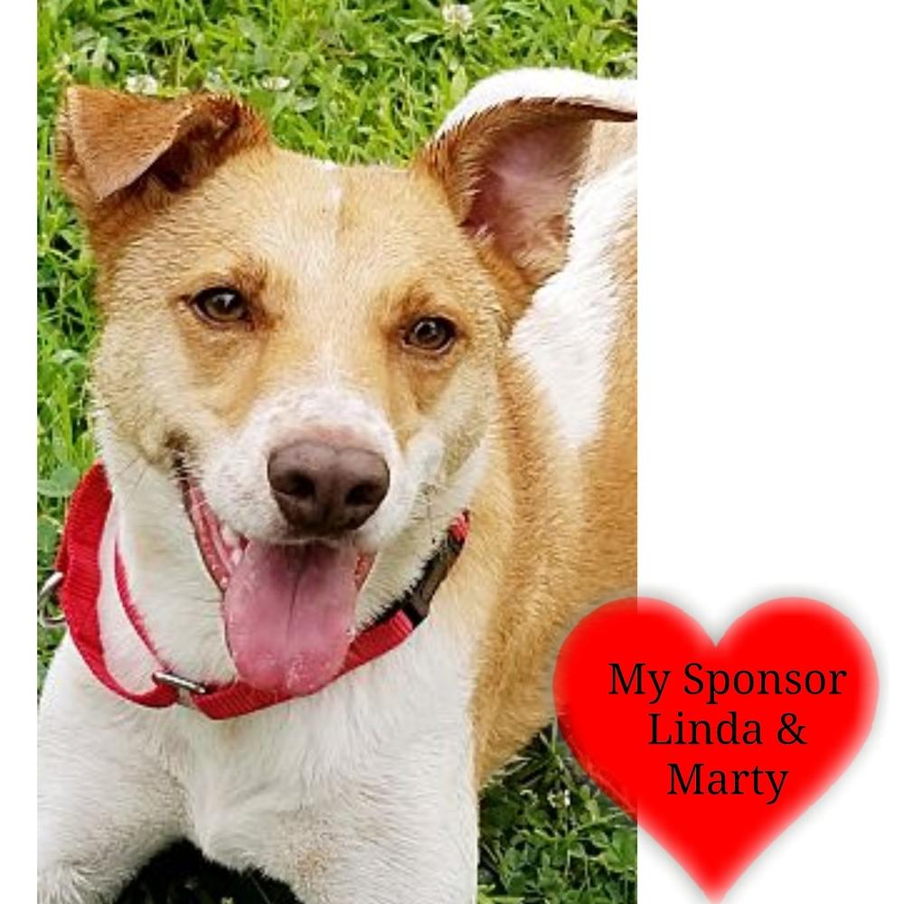 Enlarge Buddy, a Adoptable mixed breed in San Leon, TX image 6/6