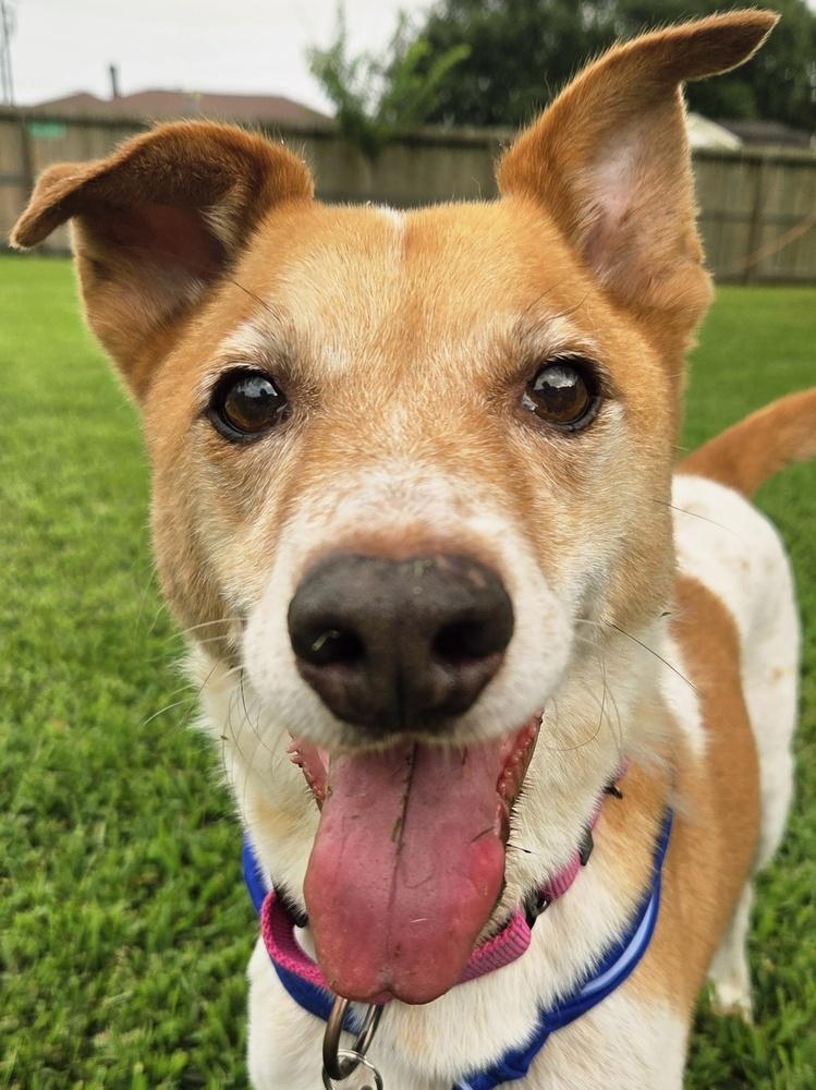 Enlarge Buddy, a Adoptable mixed breed in San Leon, TX image 5/5