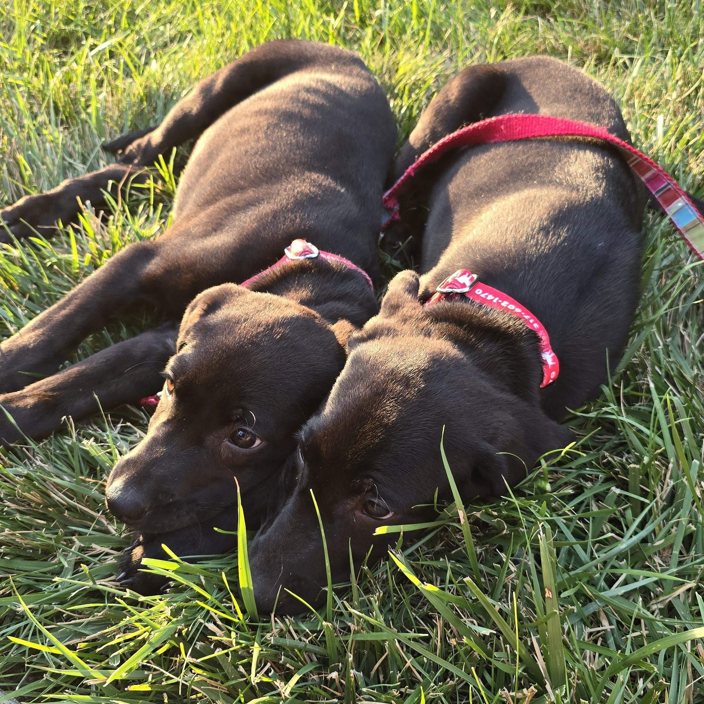 Sawyer, an adopted Labrador Retriever in Indianapolis, IN image 2/6