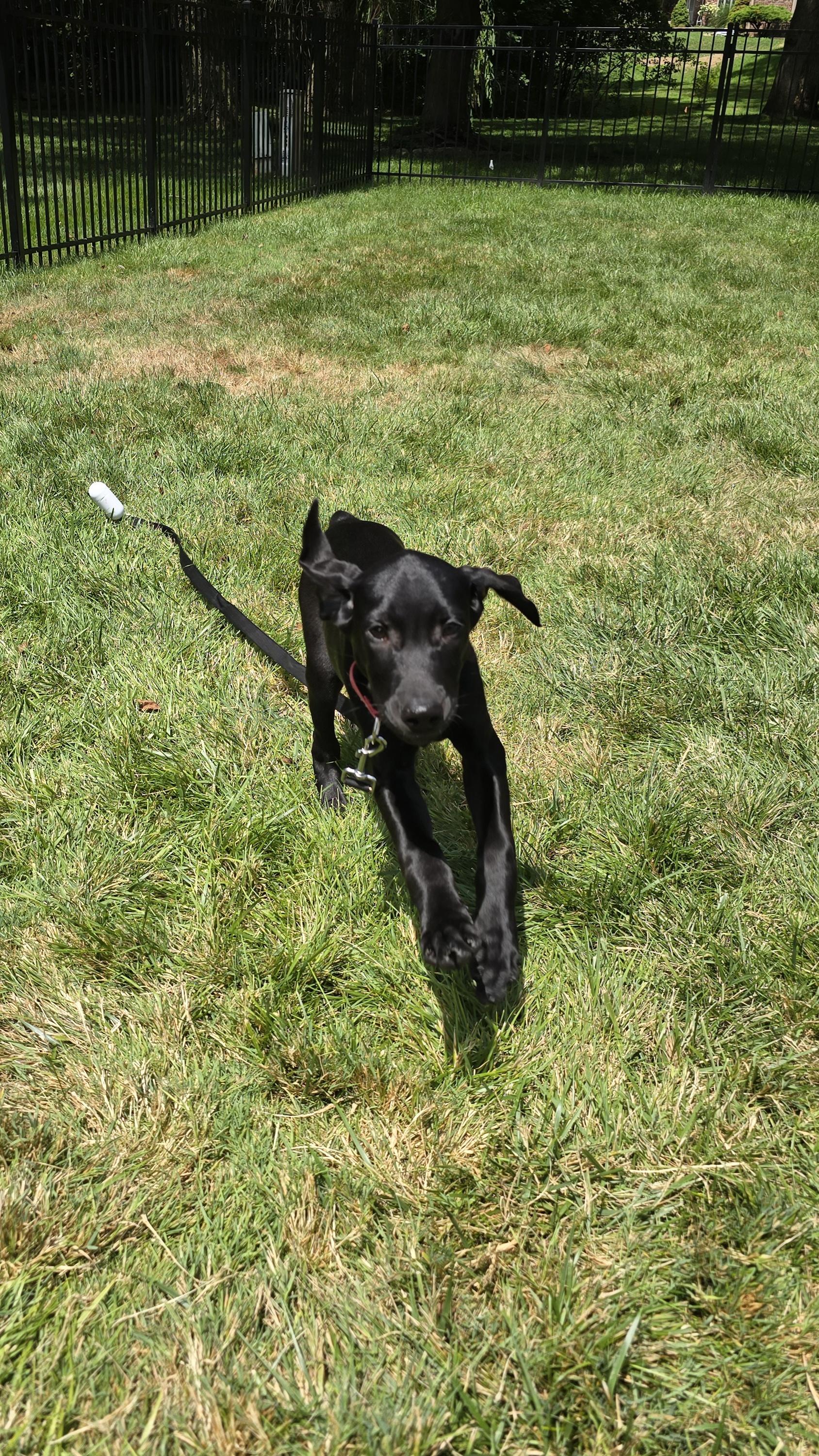 Sawyer, an adopted Labrador Retriever in Indianapolis, IN image 6/6