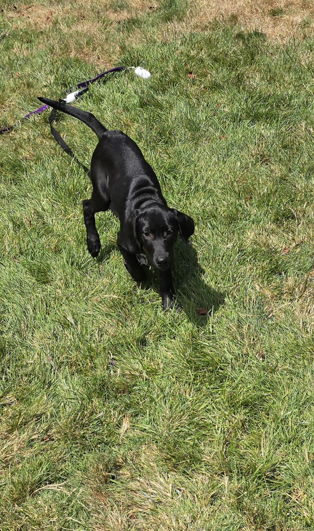 Sawyer, an adopted Labrador Retriever in Indianapolis, IN image 5/6