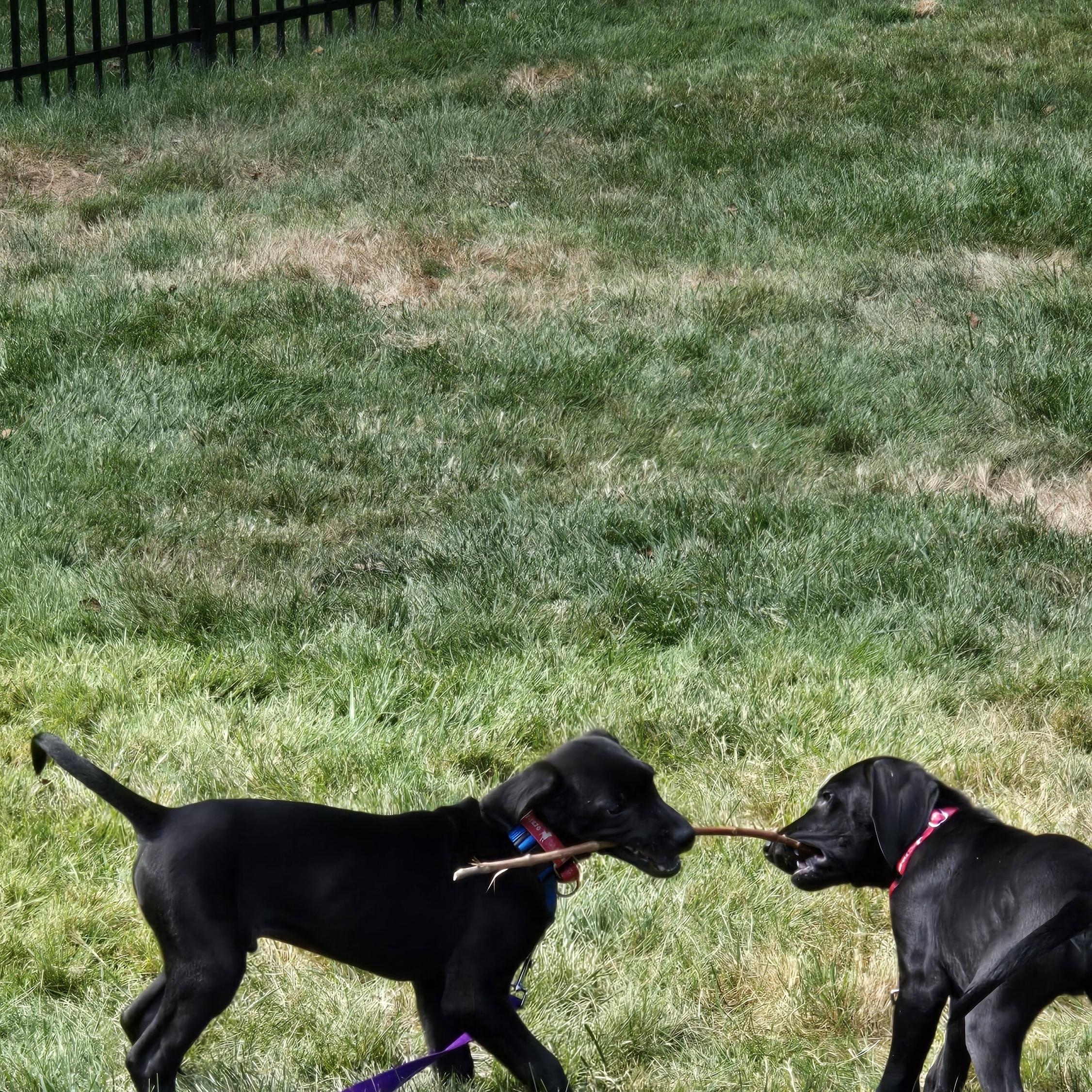 Sawyer, an adopted Labrador Retriever in Indianapolis, IN image 4/6