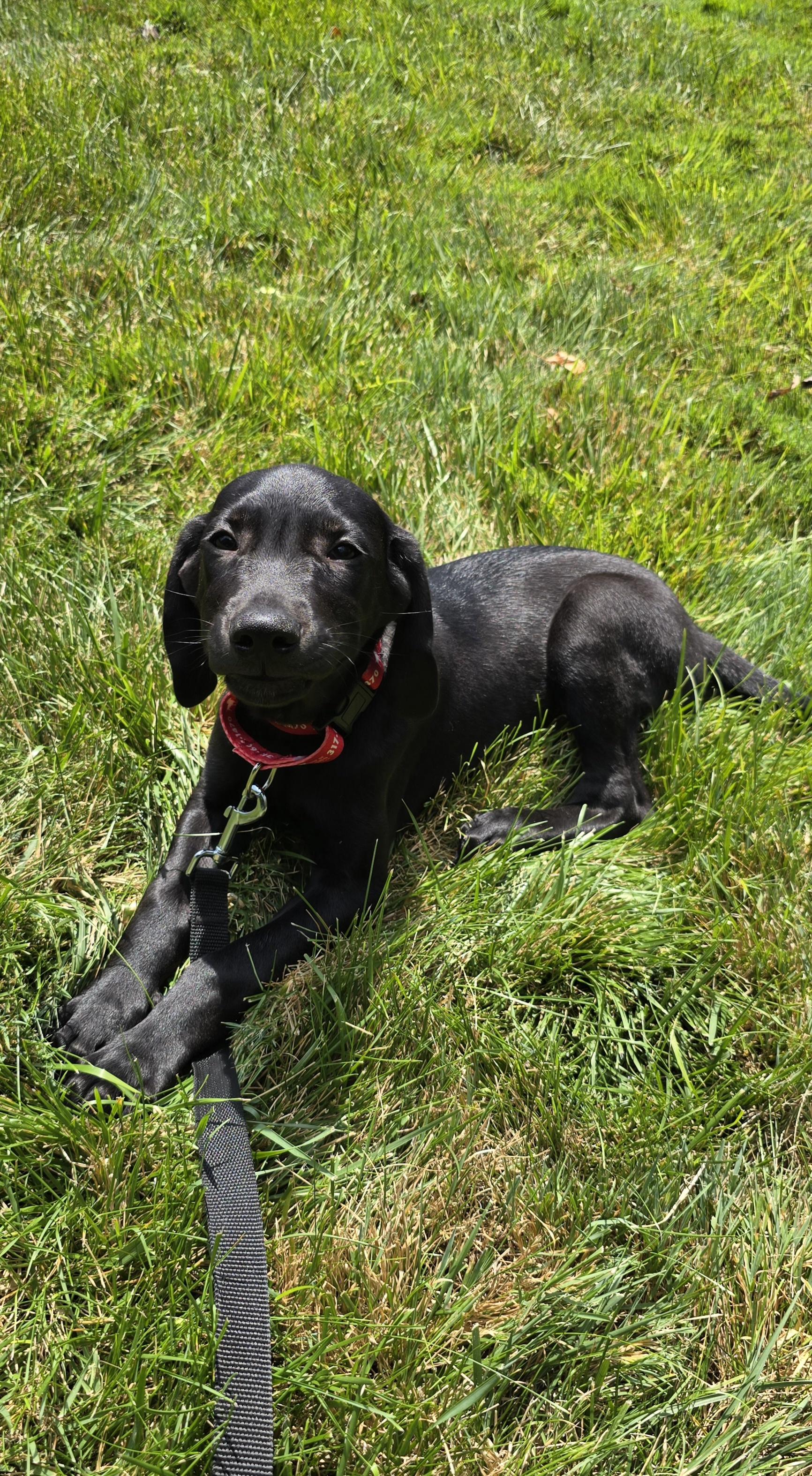 Sawyer, an adopted Labrador Retriever in Indianapolis, IN image 1/6