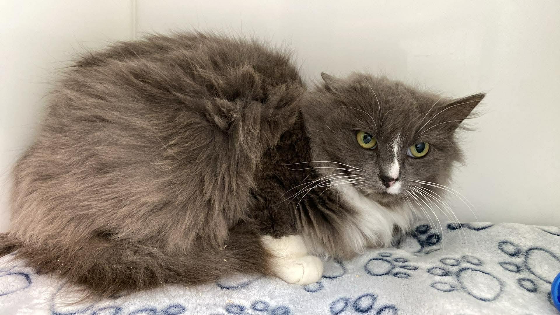 ANGIE, adoptable, Young Female Domestic Medium Hair.