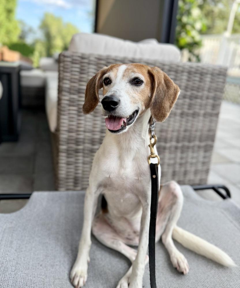 Harper, Adoptable, Adult Female Foxhound.