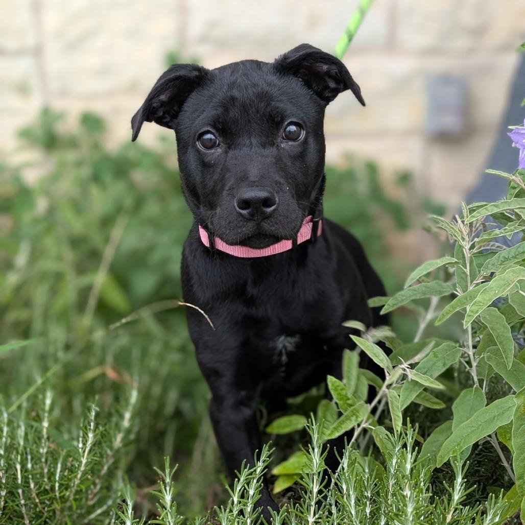 Beanie, Adoptable, Puppy Female Black Labrador Retriever & Mixed Breed.