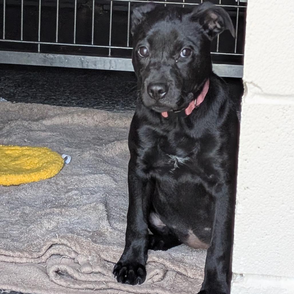 Beanie, a Adoptable mixed breed in Buchanan Dam, TX image 2/2
