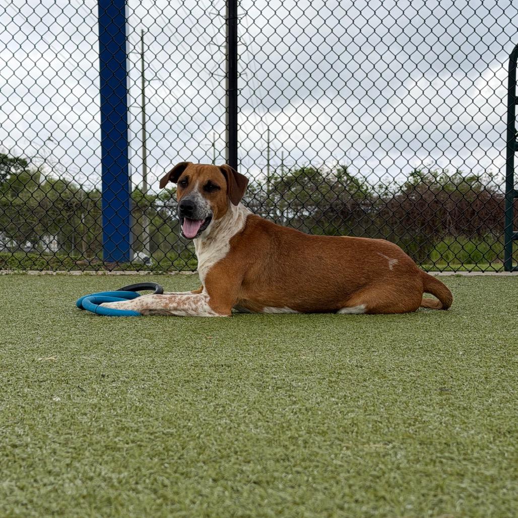 Enlarge Calamity Jane, a Adoptable Hound in Bryan, TX image 1/6