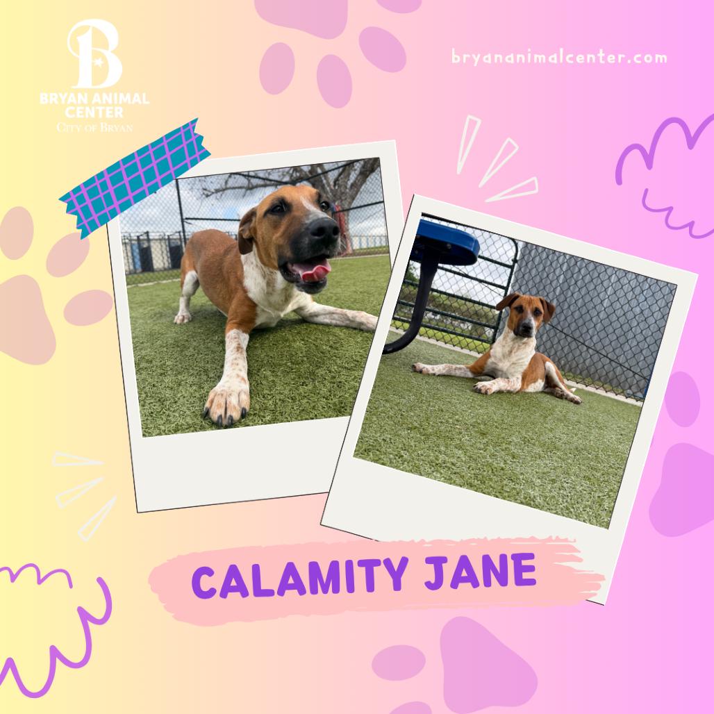 Enlarge Calamity Jane, a Adoptable Hound in Bryan, TX image 2/6