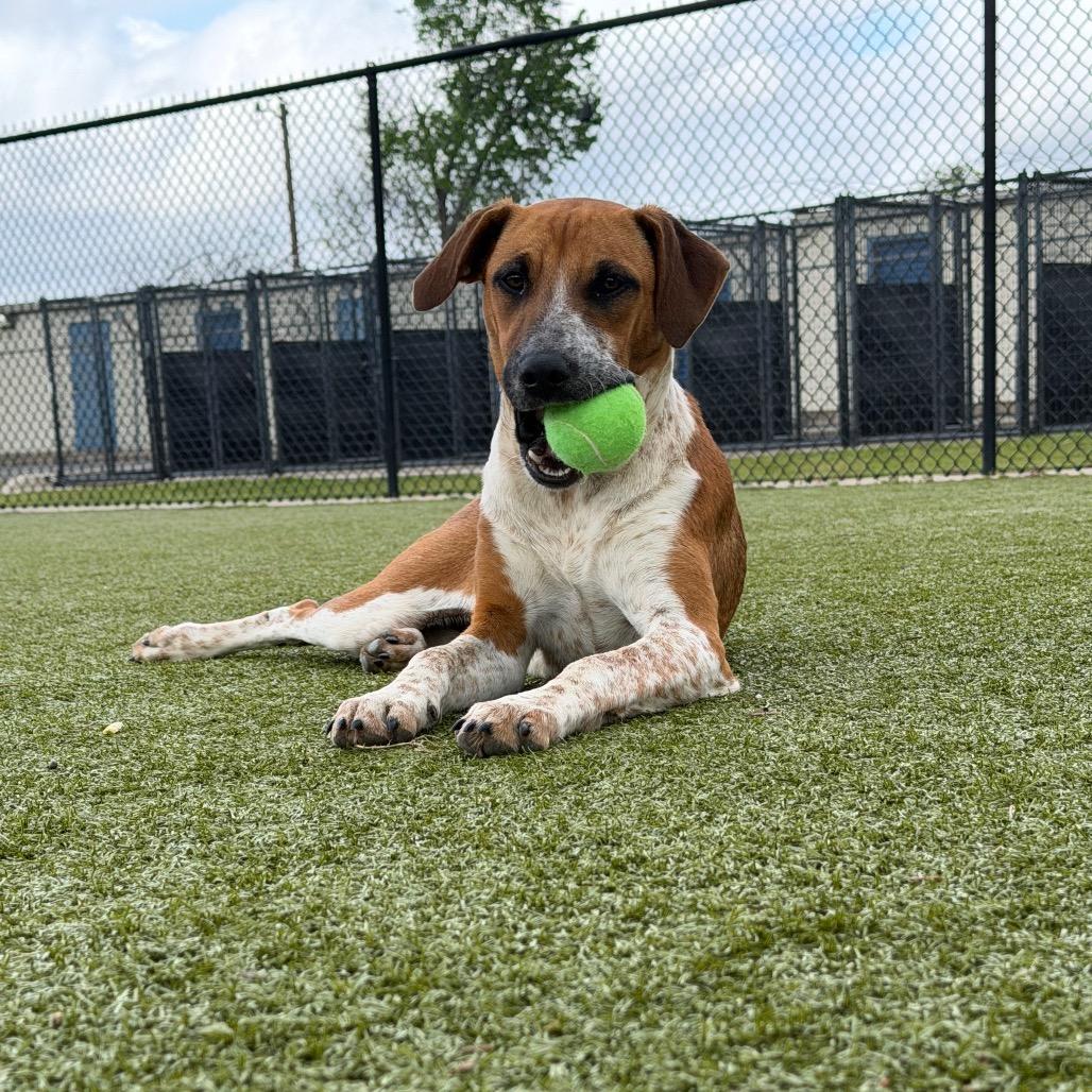Enlarge Calamity Jane, a Adoptable Hound in Bryan, TX image 4/6