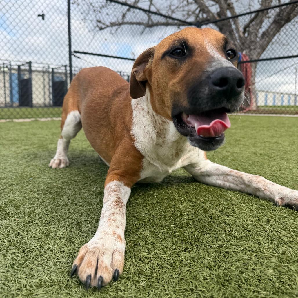 Enlarge Calamity Jane, a Adoptable Hound in Bryan, TX image 6/6
