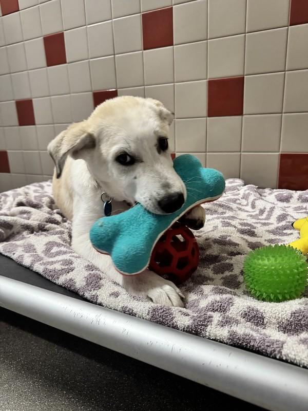Cash, an adopted Mixed Breed in Truckee, CA image 3/4