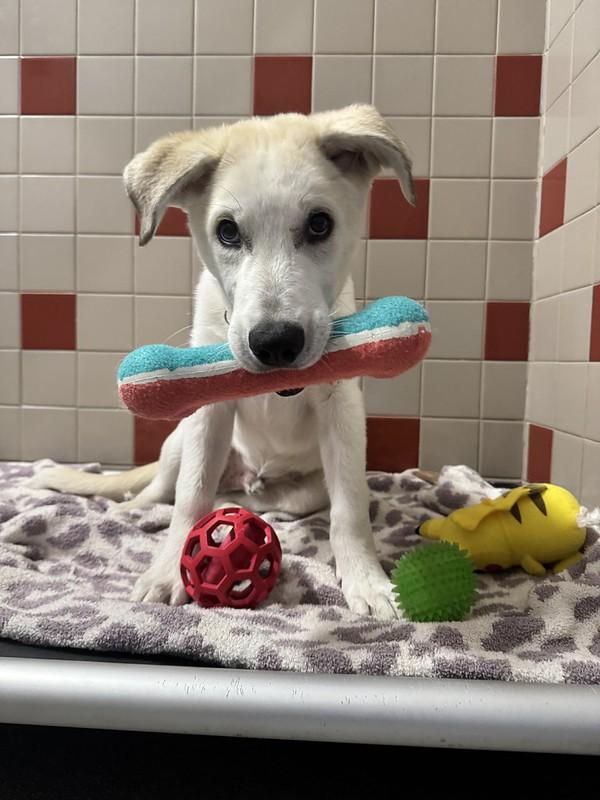 Cash, an adopted Mixed Breed in Truckee, CA image 2/4