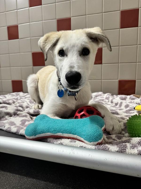 Cash, adopted, Young Male Mixed Breed.