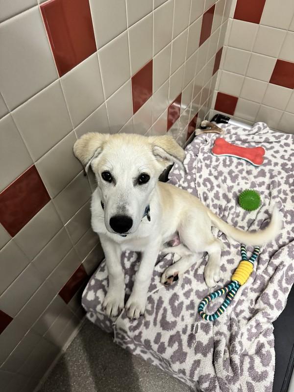 Cash, an adopted Mixed Breed in Truckee, CA image 4/4