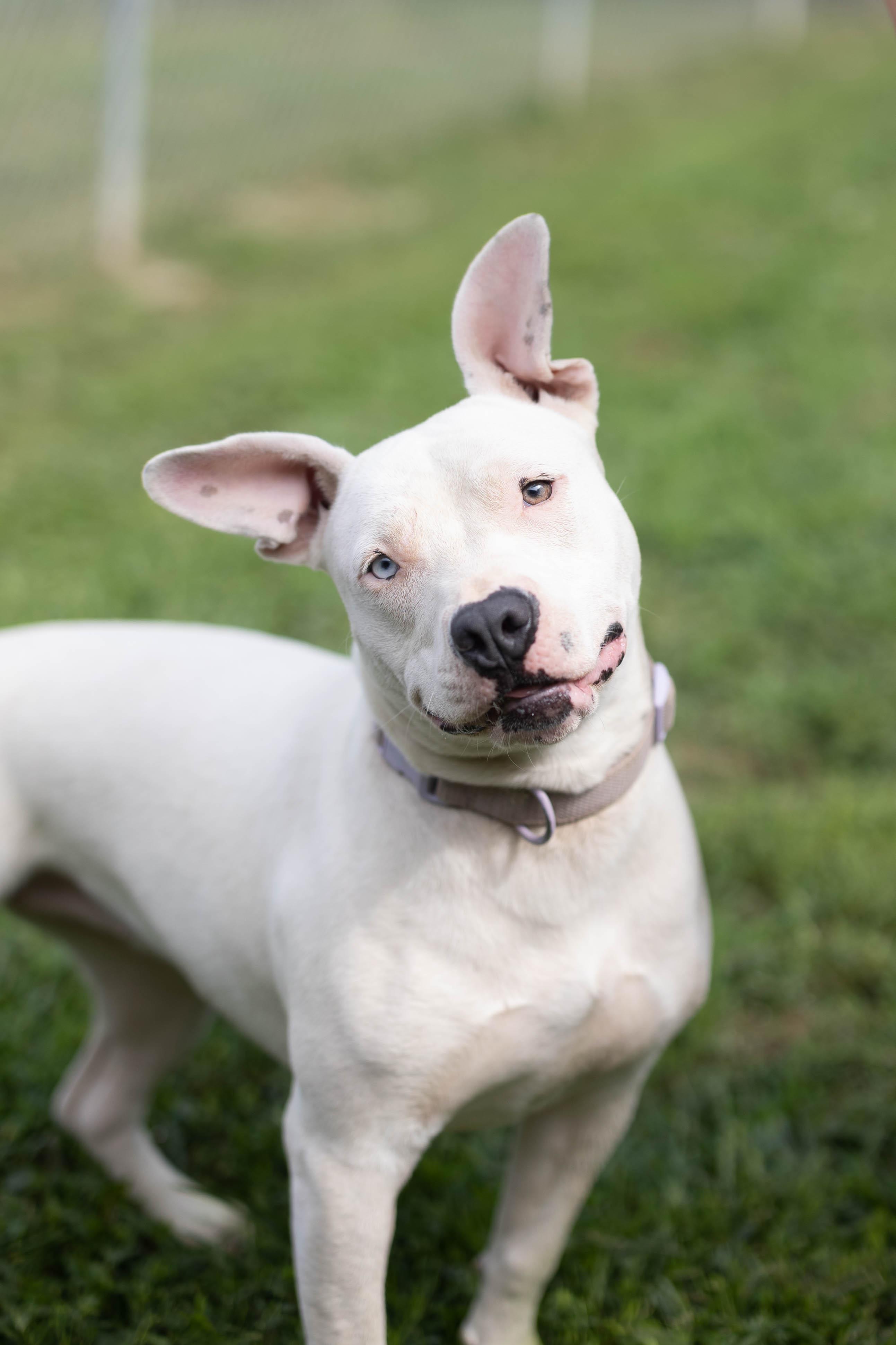 American Staffordshire Terriers for Adoption in Sneedville