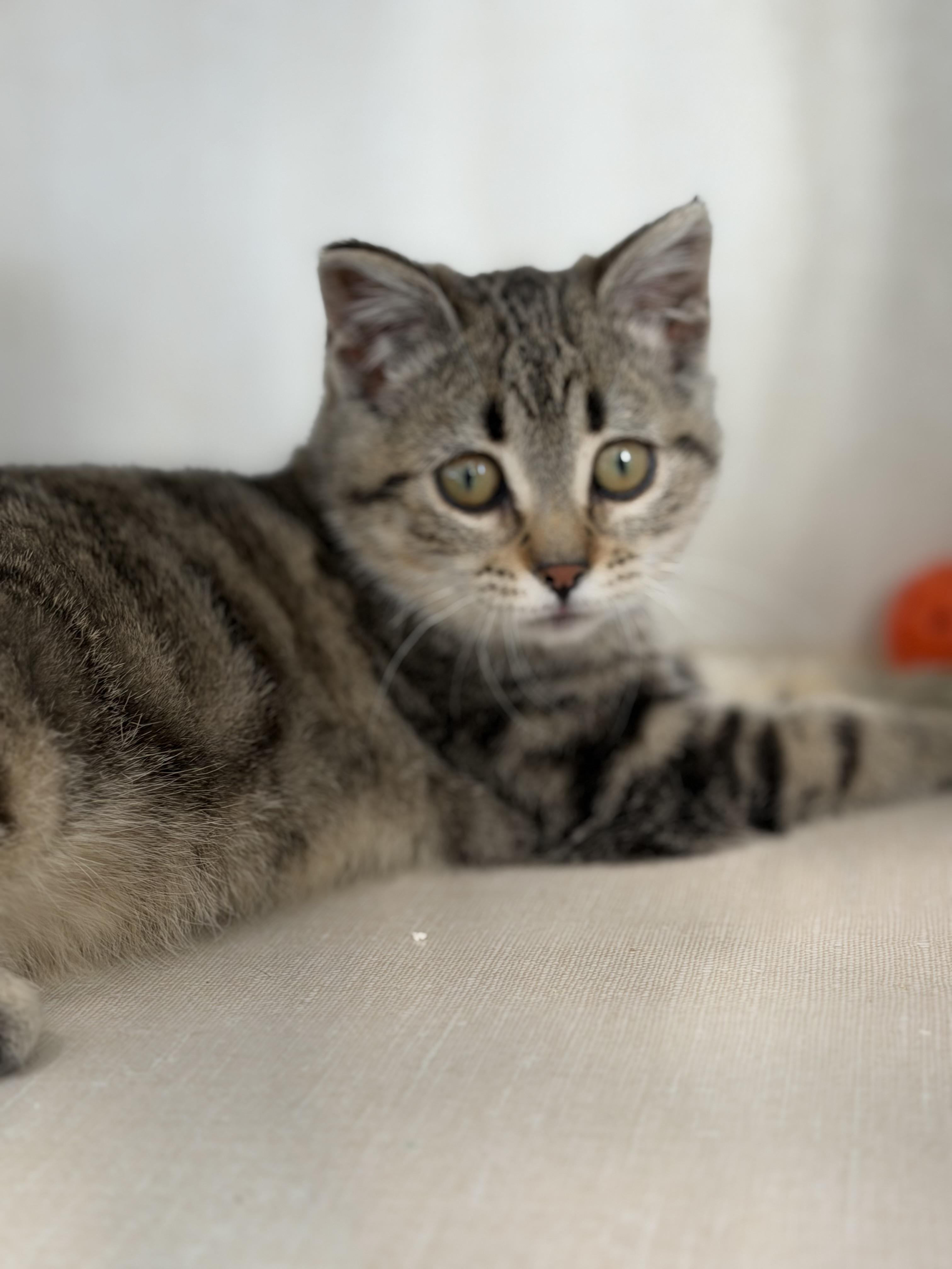 Enlarge Pawla, a Adopted Domestic Short Hair in Steinbach, MB image 1/4