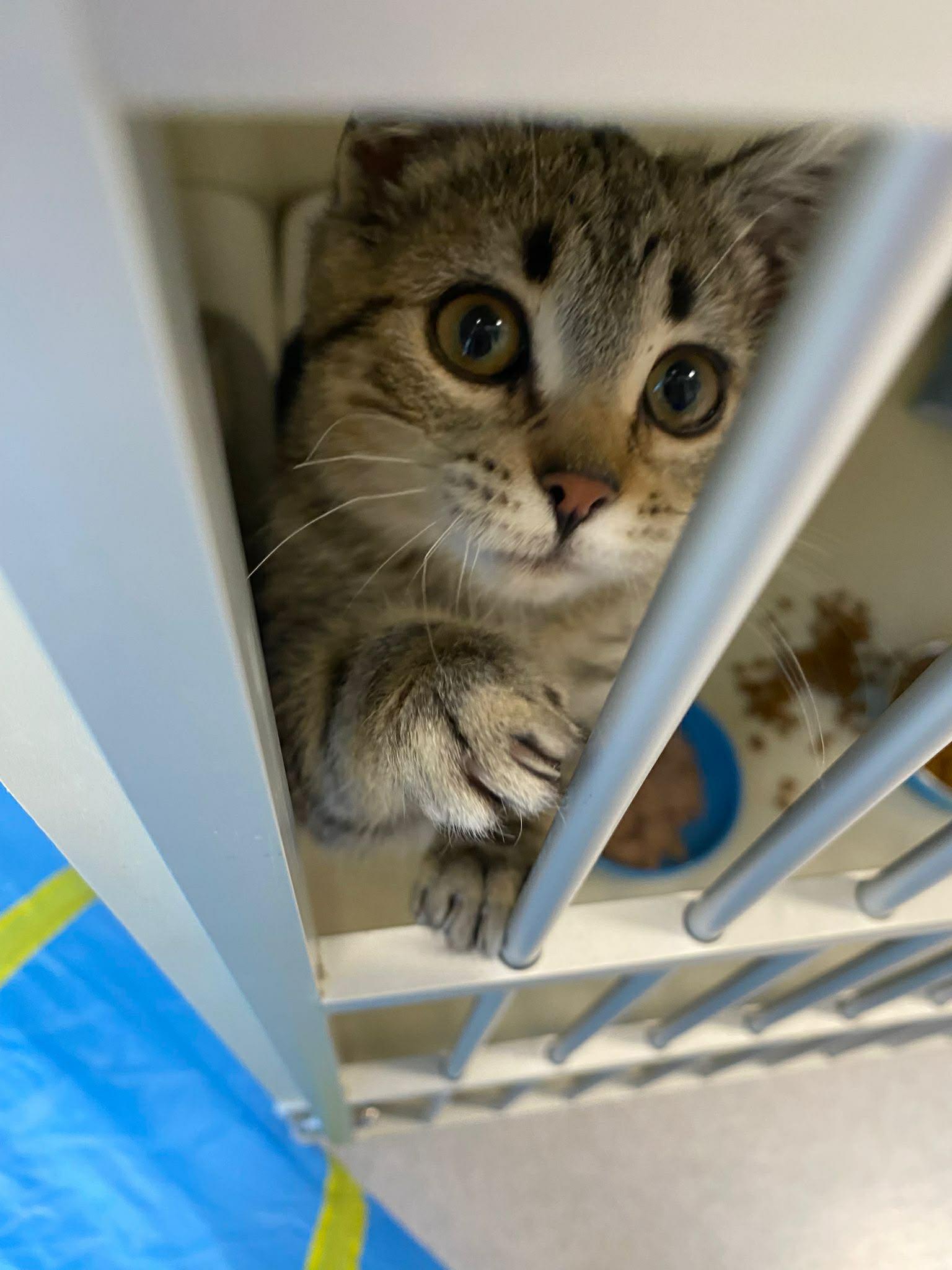 Enlarge Pawla, a Adopted Domestic Short Hair in Steinbach, MB image 2/4