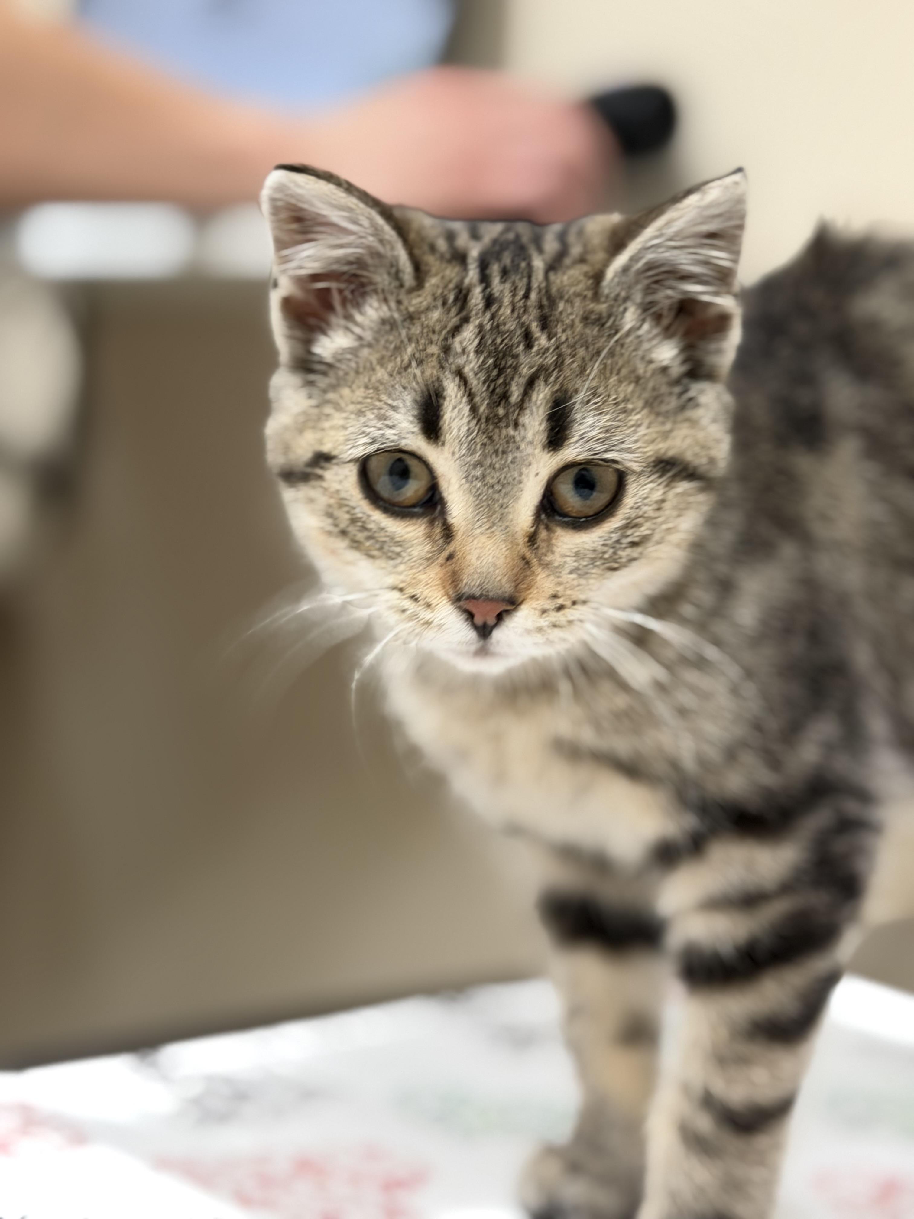 Enlarge Pawla, a Adopted Domestic Short Hair in Steinbach, MB image 3/4