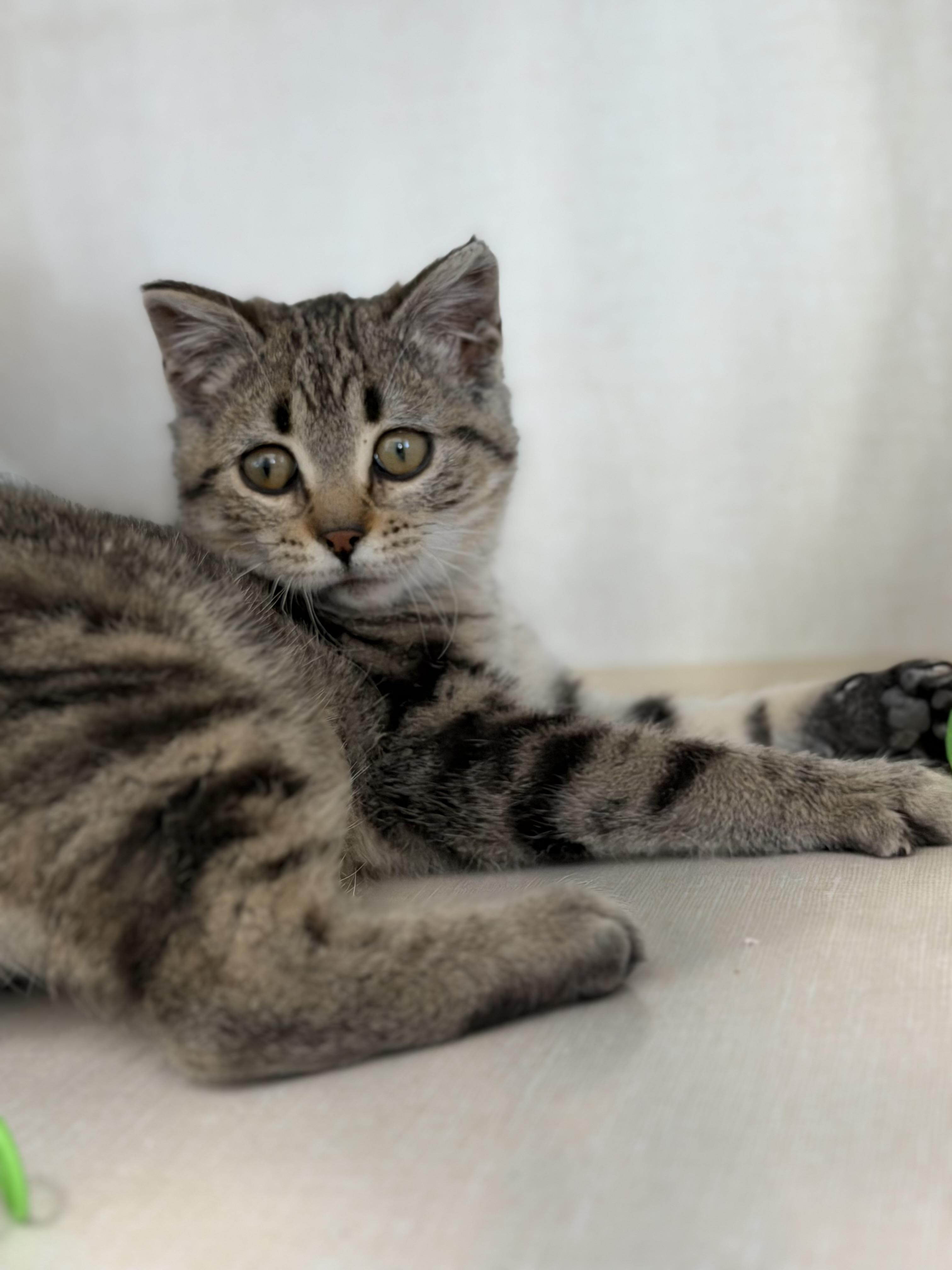 Enlarge Pawla, a Adopted Domestic Short Hair in Steinbach, MB image 4/4