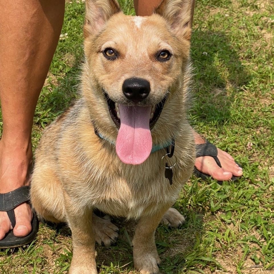 Ryder