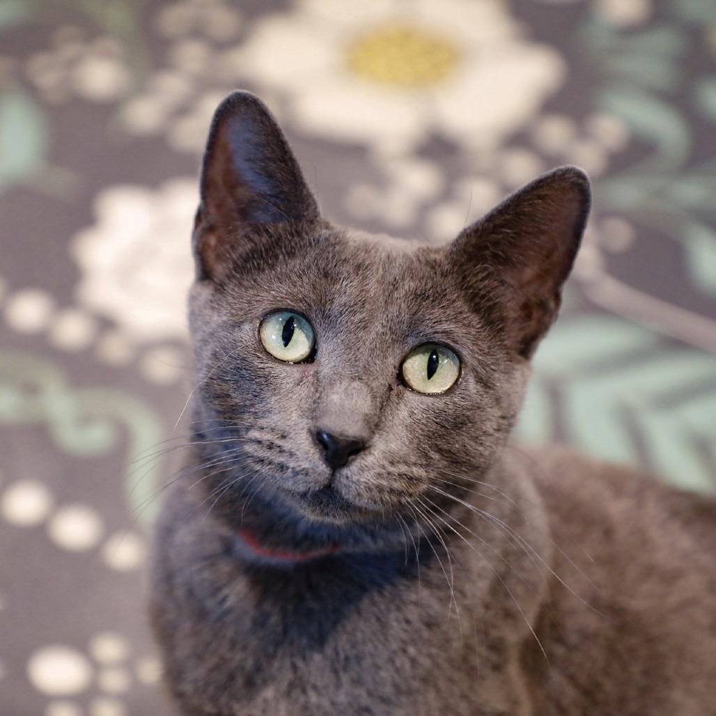 Remi, Adoptable, Adult Female Domestic Short Hair & Domestic Short Hair.
