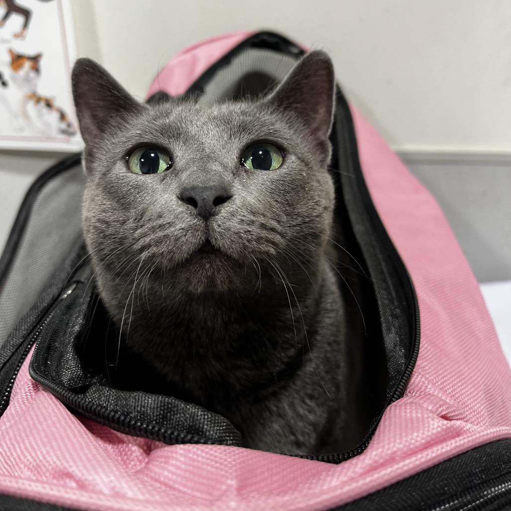 Enlarge Remi, a Adoptable mixed breed in Tampa, FL image 2/5