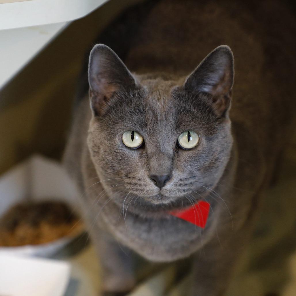 Enlarge Remi, a Adoptable mixed breed in Tampa, FL image 3/5