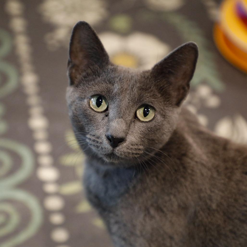 Enlarge Remi, a Adoptable mixed breed in Tampa, FL image 4/5