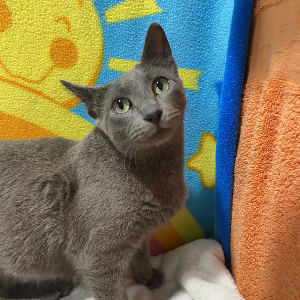 Enlarge Remi, a Adoptable mixed breed in Tampa, FL image 5/5