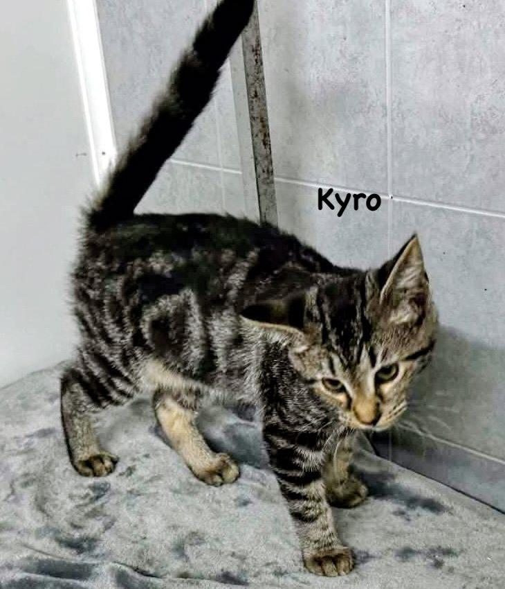 Kyro, Adoptable, Young Male Domestic Short Hair.