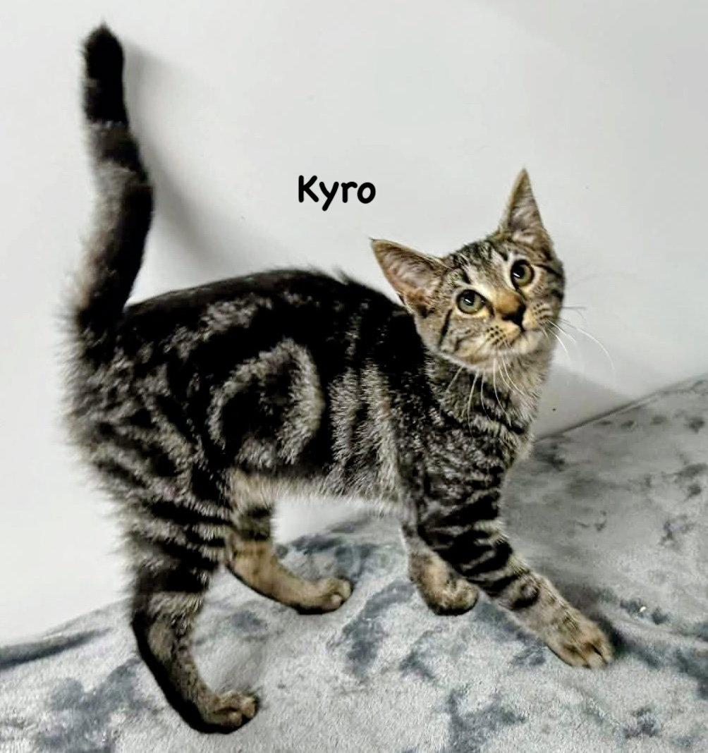 Kyro, a Adoptable Domestic Short Hair in Morehead, KY image 2/2