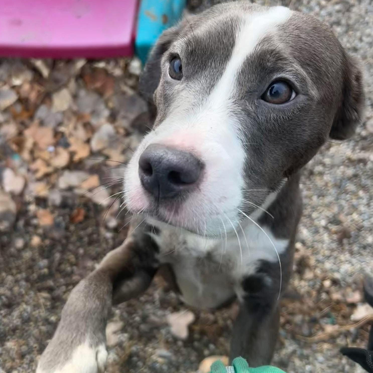 Tai, a ADOPTABLE mixed breed in Pleasant Ridge, MI image 1/4